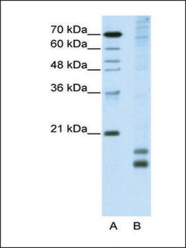 Anti-MAFF antibody produced in rabbit IgG fraction of antiserum