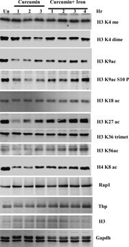 抗 组蛋白 H3 兔抗 IgG fraction of antiserum, buffered aqueous solution