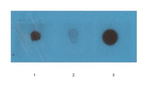 Anticuerpo anti-fibrillas amiloides OC serum, Chemicon&#174;