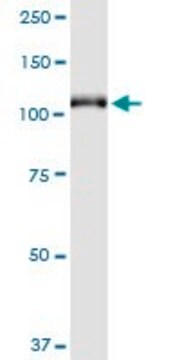 Monoclonal Anti-GRM6 antibody produced in mouse clone 1A11, purified immunoglobulin, buffered aqueous solution