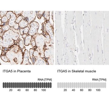 抗ITGA5抗体 ウサギ宿主抗体 Prestige Antibodies&#174; Powered by Atlas Antibodies, affinity isolated antibody, buffered aqueous glycerol solution