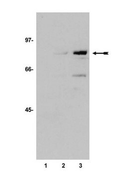 Anti-acetyl-p53 (Lys373) Antibody serum, Upstate&#174;