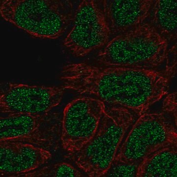 Anti-PRKCB antibody produced in rabbit Prestige Antibodies&#174; Powered by Atlas Antibodies, affinity isolated antibody