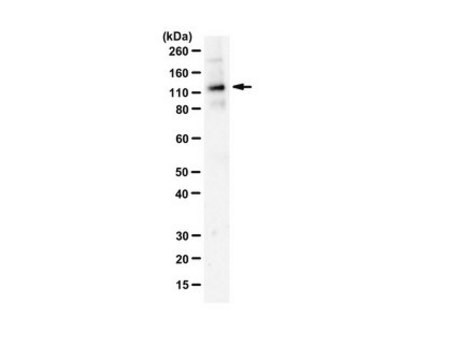 Anty-PASD1 from rabbit