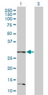 Anti-BNIP3L antibody produced in rabbit purified immunoglobulin, buffered aqueous solution