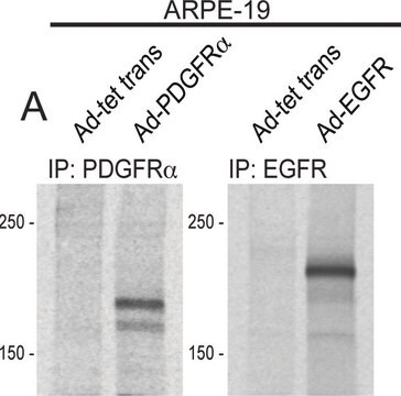 Anti-EGFR-Antikörper, neutralisierend, Klon LA1 clone LA1, Upstate&#174;, from mouse