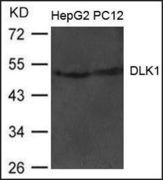 Anti-DLK1 antibody produced in rabbit affinity isolated antibody