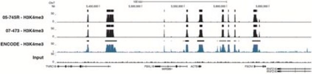 Anti-Trimethyl-Histon H3(Lys4)-Antikörper, Klon 15-10C-E4, Kaninchen, monoklonal clone 15-10C-E4, Upstate&#174;, from rabbit