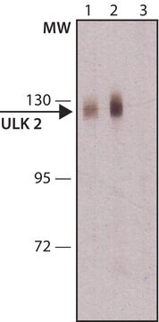 Anti-ULK2 antibody produced in rabbit ~1.0&#160;mg/mL, affinity isolated antibody, buffered aqueous solution