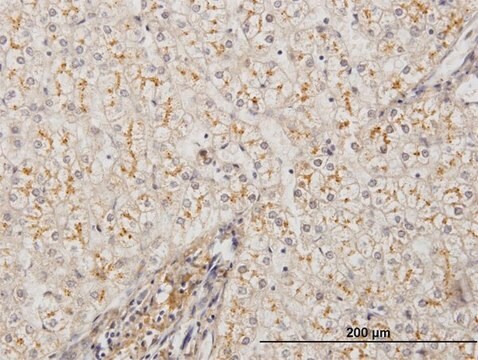 Monoclonal Anti-AMBP antibody produced in mouse clone 3F1, purified immunoglobulin, buffered aqueous solution