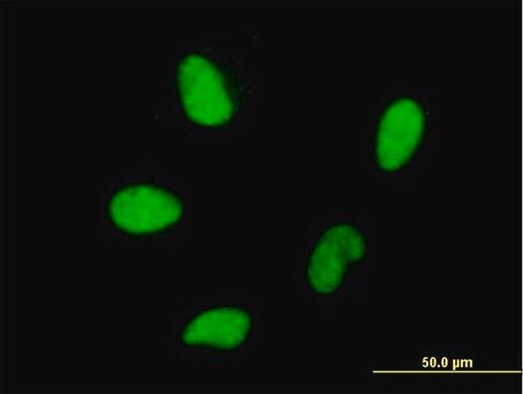 Monoclonal Anti-HMGA2 antibody produced in mouse clone 2D10, purified immunoglobulin, buffered aqueous solution