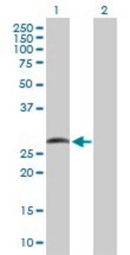 Anti-SMAD9 antibody produced in rabbit purified immunoglobulin, buffered aqueous solution