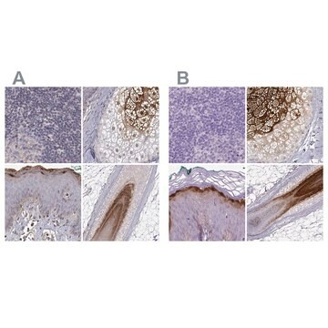 抗-GSDMA 兔抗 Prestige Antibodies&#174; Powered by Atlas Antibodies, affinity isolated antibody, buffered aqueous glycerol solution