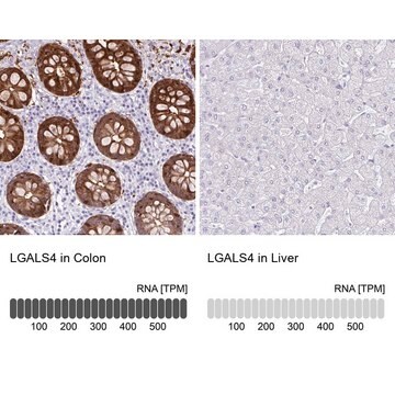 Anti-LGALS4 antibody produced in rabbit Prestige Antibodies&#174; Powered by Atlas Antibodies, affinity isolated antibody, buffered aqueous glycerol solution