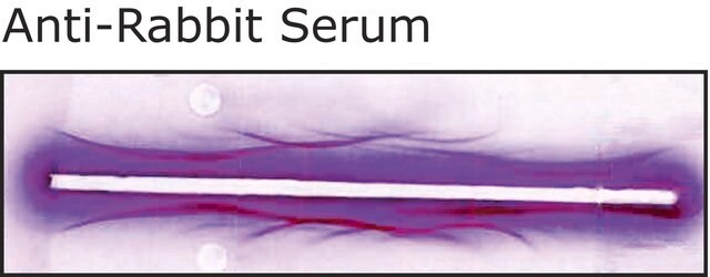 Anti-Rabbit Serum antibody produced in goat whole antiserum