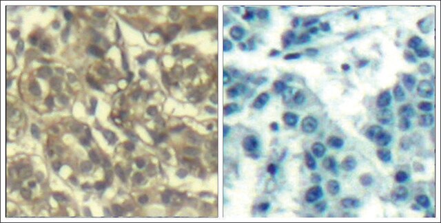 Anti-CCNB1 (Ab-147) antibody produced in rabbit affinity isolated antibody