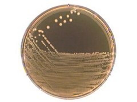 M-17 寒天培地 suitable for microbiology, NutriSelect&#174; Basic