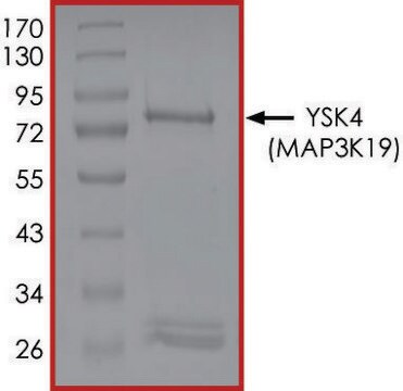 YSK4 (MAP3K19), Active PRECISIO&#174; Kinase, recombinant