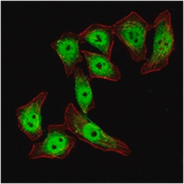 Anticorps anti-KLF4, clone&nbsp;1E6 ascites fluid, clone 1E06, from mouse