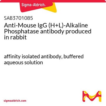 Anti-Mouse IgG (H+L)-Alkaline Phosphatase antibody produced in rabbit affinity isolated antibody, buffered aqueous solution