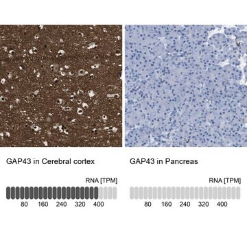 Anti-GAP43 antibody produced in rabbit Prestige Antibodies&#174; Powered by Atlas Antibodies, affinity isolated antibody, buffered aqueous glycerol solution