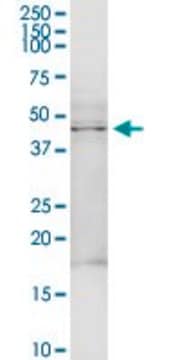 Anti-TRDMT1 antibody produced in rabbit purified immunoglobulin, buffered aqueous solution