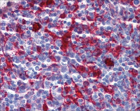 Anti-GSN antibody produced in rabbit affinity isolated antibody