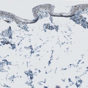 Anti-CERS3 antibody produced in rabbit Prestige Antibodies&#174; Powered by Atlas Antibodies, affinity isolated antibody, buffered aqueous glycerol solution