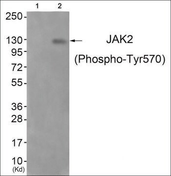 Anty-fosfo-JAK2(pTyr570) affinity isolated antibody