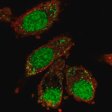 Anti-XAB2 antibody produced in rabbit Prestige Antibodies&#174; Powered by Atlas Antibodies, affinity isolated antibody