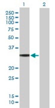 Anti-GNAO1 antibody produced in mouse purified immunoglobulin, buffered aqueous solution