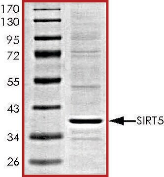 SIRT5，活性，His 标记 人 recombinant, expressed in baculovirus infected Sf9 cells, &#8805;70% (SDS-PAGE), buffered aqueous glycerol solution