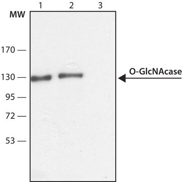 抗-O-GlcNAcase (OGA) (C端区域) 兔抗 ~1.5&#160;mg/mL, affinity isolated antibody