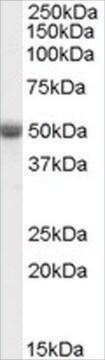 Anti-TRAF2 antibody produced in goat affinity isolated antibody, buffered aqueous solution