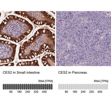 抗CES2 ウサギ宿主抗体 Prestige Antibodies&#174; Powered by Atlas Antibodies, affinity isolated antibody, buffered aqueous glycerol solution