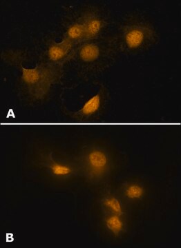 Anti-HMGB1 (HMG1) (C-terminal) in Kaninchen hergestellte Antikörper affinity isolated antibody, buffered aqueous solution