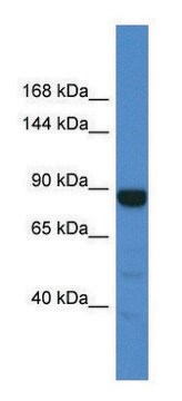 Anti-MTTP (C-terminal) antibody produced in rabbit affinity isolated antibody