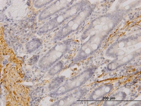 Monoclonal Anti-MYOC antibody produced in mouse clone 4F8, purified immunoglobulin, buffered aqueous solution