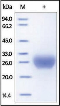 Fc-gamma RIIB/CD32b human recombinant, expressed in HEK 293 cells, &#8805;95% (SDS-PAGE)