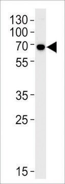 ANTI-KLC1 (CENTER) antibody produced in rabbit affinity isolated antibody, buffered aqueous solution