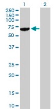 Anti-USP14 antibody produced in mouse purified immunoglobulin, buffered aqueous solution