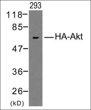 抗HA标签蛋白 兔抗 affinity isolated antibody