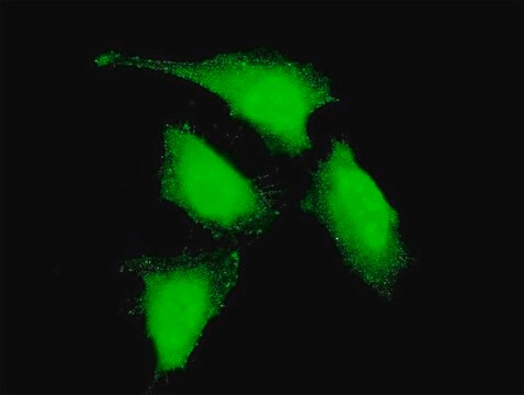 Monoclonal Anti-PRDM4 antibody produced in mouse clone 2C11, purified immunoglobulin, buffered aqueous solution