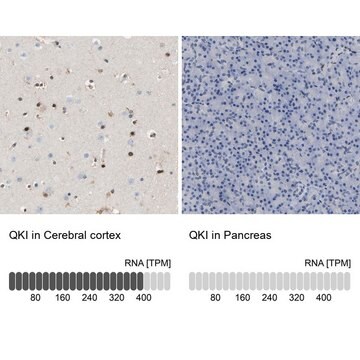 Anti-QKI antibody produced in rabbit Prestige Antibodies&#174; Powered by Atlas Antibodies, affinity isolated antibody, buffered aqueous glycerol solution