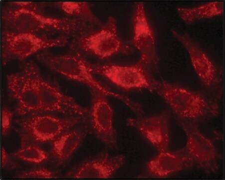 抗LAMP1 ウサギ宿主抗体 affinity isolated antibody, buffered aqueous solution