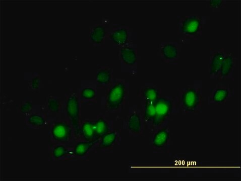 Anti-BIRC5 antibody produced in mouse purified immunoglobulin, buffered aqueous solution