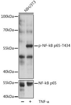 Anti-Phospho-RELA-T435 antibody produced in rabbit