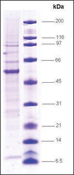 Vitamin D Receptor human recombinant, expressed in insect cells, &#8805;70% (SDS-PAGE)