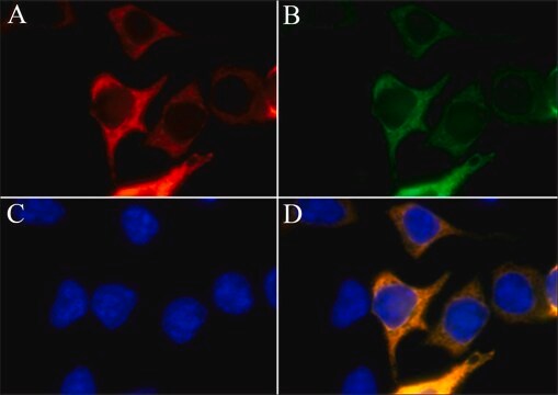 Przeciwciało anty-AsCas12a (Cpf1), mysie monoklonalne clone AsCpf-11, purified from hybridoma cell culture