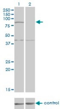 Monoclonal Anti-COG2 antibody produced in mouse clone 4C8, purified immunoglobulin, buffered aqueous solution